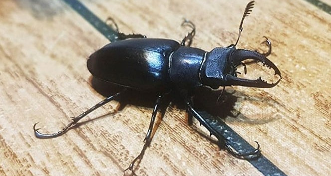 Hatay yangını Geyik Böcekleri’nin neslini de tehdit ediyor