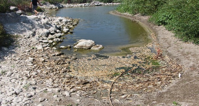 Hatay’da balık ölümleri