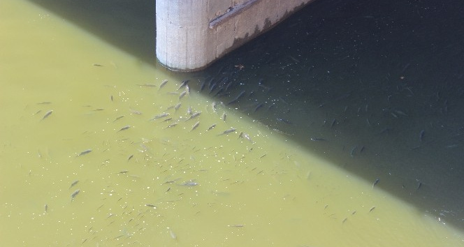 Asi Nehri’nde balık ölümleri