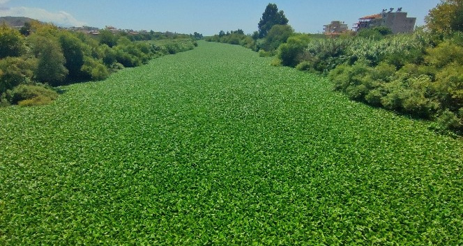 Hatay’da su sümbülleri Asi Nehri’ni istila etti