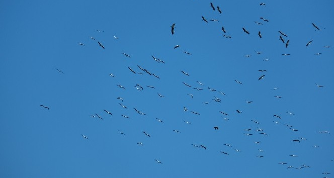 Leyleklerin göçü İskenderun Körfezi’nde güzel görüntüler oluşturdu