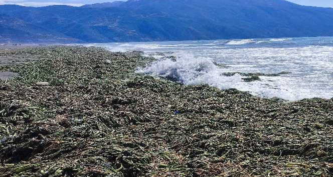 Samandağ sahili yürünemeyecek hale geldi