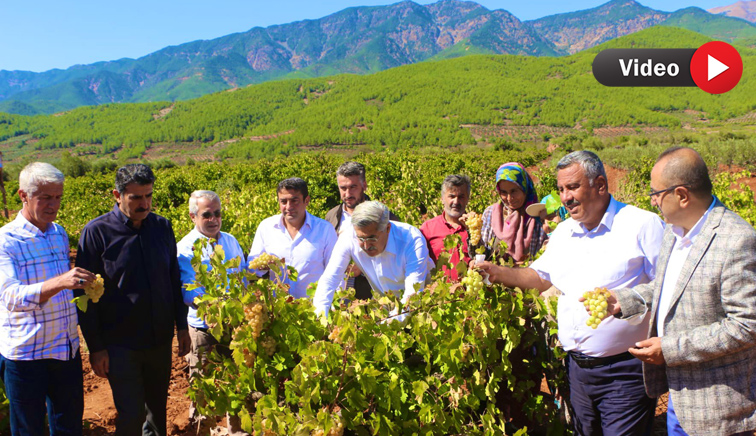 HASSA’DA ÜZÜM HASADI  YAPILDI