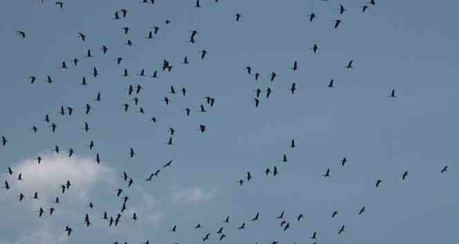 Hatay’da göç eden turnaların muhteşem görüntüsü