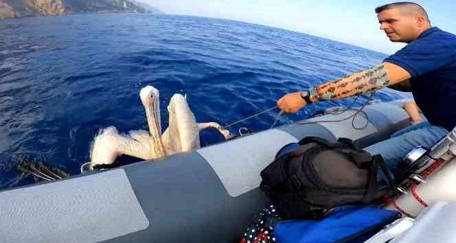 Denizde bulunan yaralı pelikan tedavi altına alındı