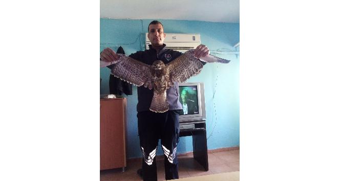 Yol kenarında bulunan yaralı şahin tedaviye alındı