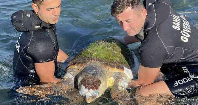 Devasa caretta caretta biranda yüzeye çıktı, öldüğü belirlendi