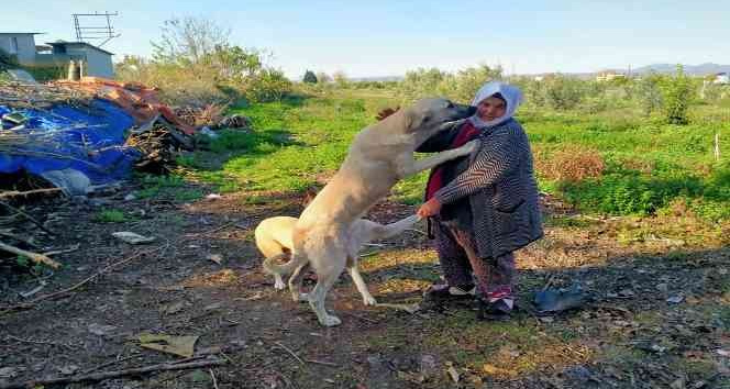 Sokak hayvanlarının Fadime Ana’sı