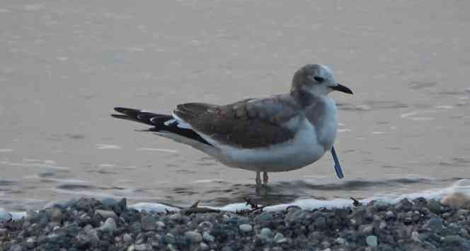 Türkiye’de ilk Hatay’da çatal kuyruklu martı görüntülendi