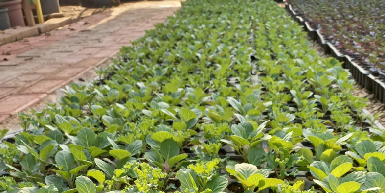 KIRIKHAN BELEDİYESİ BU KIŞ 450 BİN  KÖK TOHUMDAN ÇİÇEK YETİŞTİRDİ