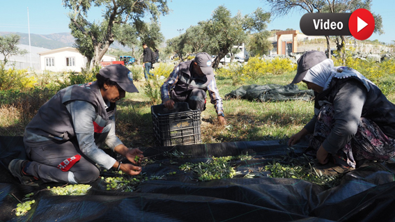 HBB’DEN İHTİYAÇ SAHİBİ AİLELERE 550 KİLOGRAM ZEYTİNYAĞI