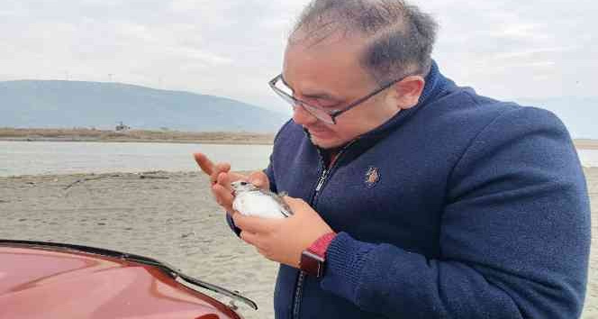 Çatal kuyruklu martı, boynuna takılan plastik cisimden kurtarıldı