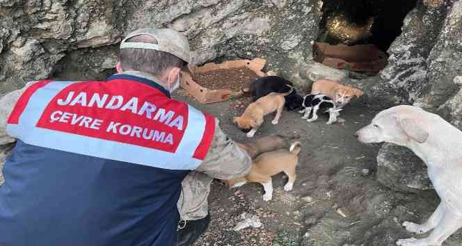 Jandarma ekiplerinden sokak hayvanlarına mama ve su desteği