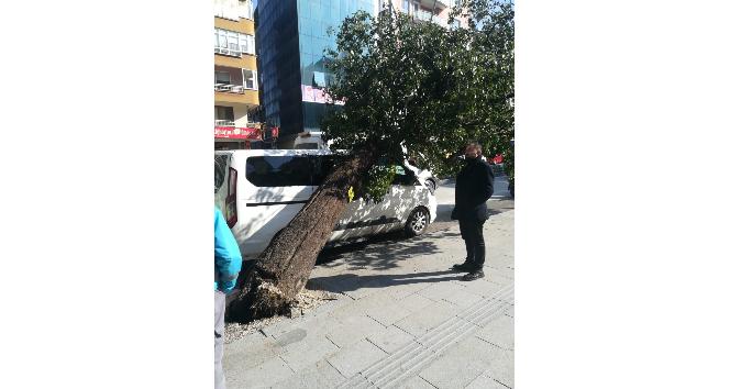 Hatay’da park halindeki aracın üzerine ağaç devrildi