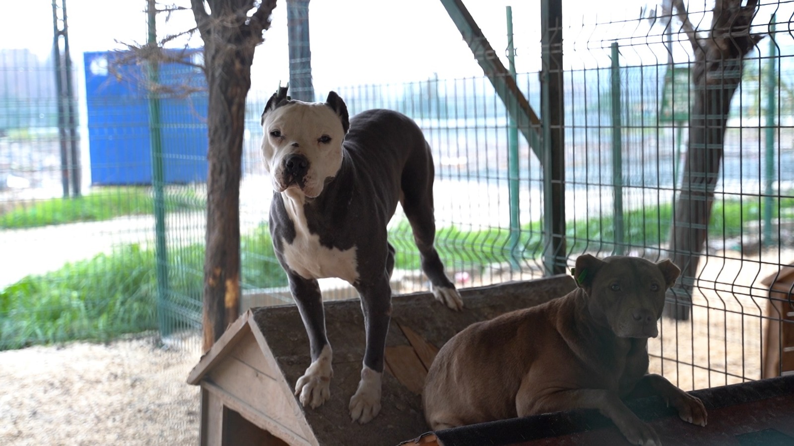 HBB’DEN YASAKLI IRK KÖPEKLER İÇİN ÜCRETSİZ KISIRLAŞTIRMA İMKÂNI