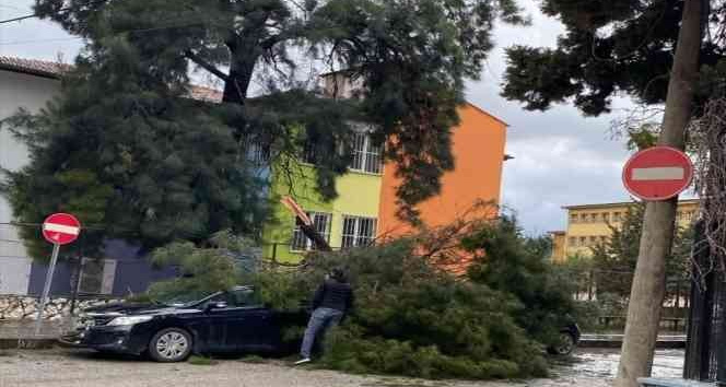 Hatay’da fırtına ağaçları devirdi