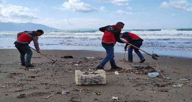 Samandağ’da sahile vuran ölü denizanaları incelemeye alındı