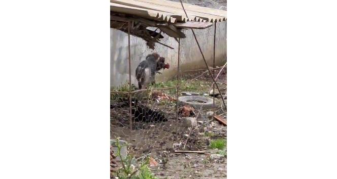 Samandağ’da sokak köpeklerinin kümese saldırdığı anlar böyle görüntülendi