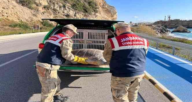 Arsuz’da yaralı caretta caretta bulundu