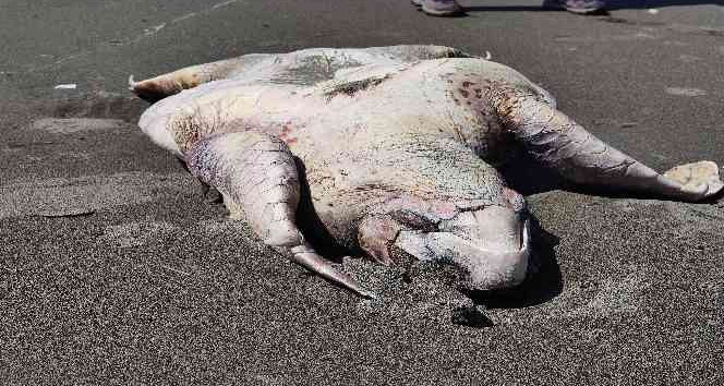 Samandağ’da yeşil deniz kaplumbağası ölü bulundu