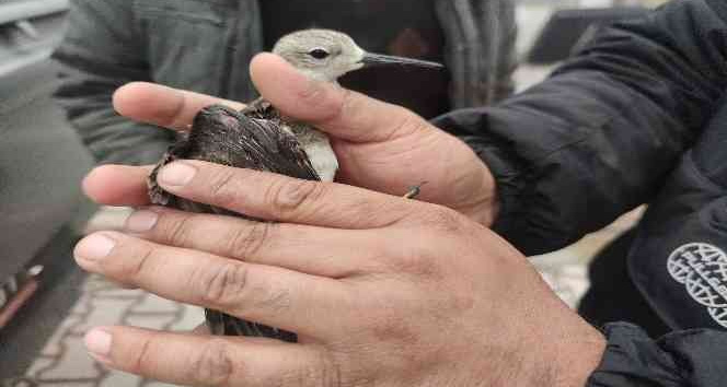 Yaralı ‘dövüşken kuş’ tedaviye alındı