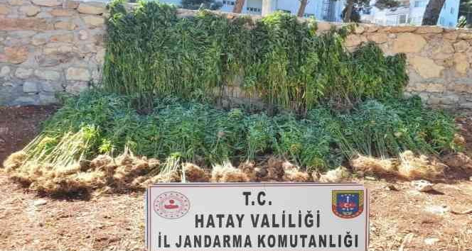 Samandağ’da 15 bin 750 kök kenevir bitkisi ele geçirildi