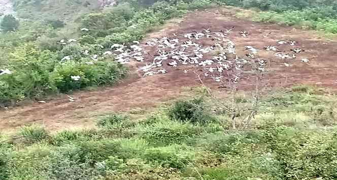 Göçmen leyleklerin  uğrak yeri Kuyuluk Ormanları