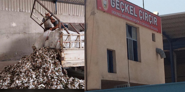 GEÇKEL TARIM İLK PAMUK ALIMINI GERÇEKLEŞTİRDİ