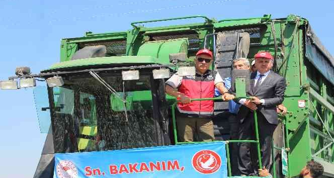 Bakan Kirişci Amik Ovası’nda pamuk hasadına katıldı