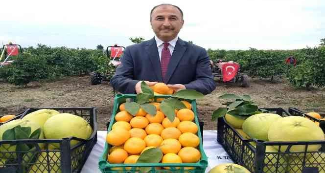 Hatay’da 905 ton ürün bekleniyor Narenciye hasadına başlandı