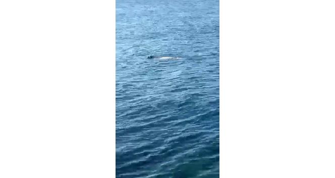 Hatay’da Akdeniz foku görüldü