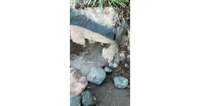 Hatay’da köpeğe işkence kamerada