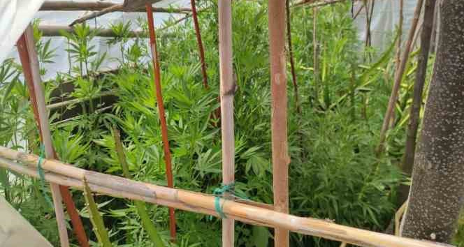 Samandağ’da kenevir operasyonu