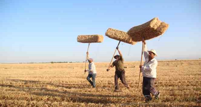 Depremin vurduğu Hatay’ın Amik Ovası’nda balya mesaisi