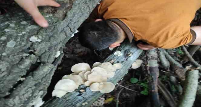 Amanoslar’da bereket: Ağaçları mantarlar kapladı