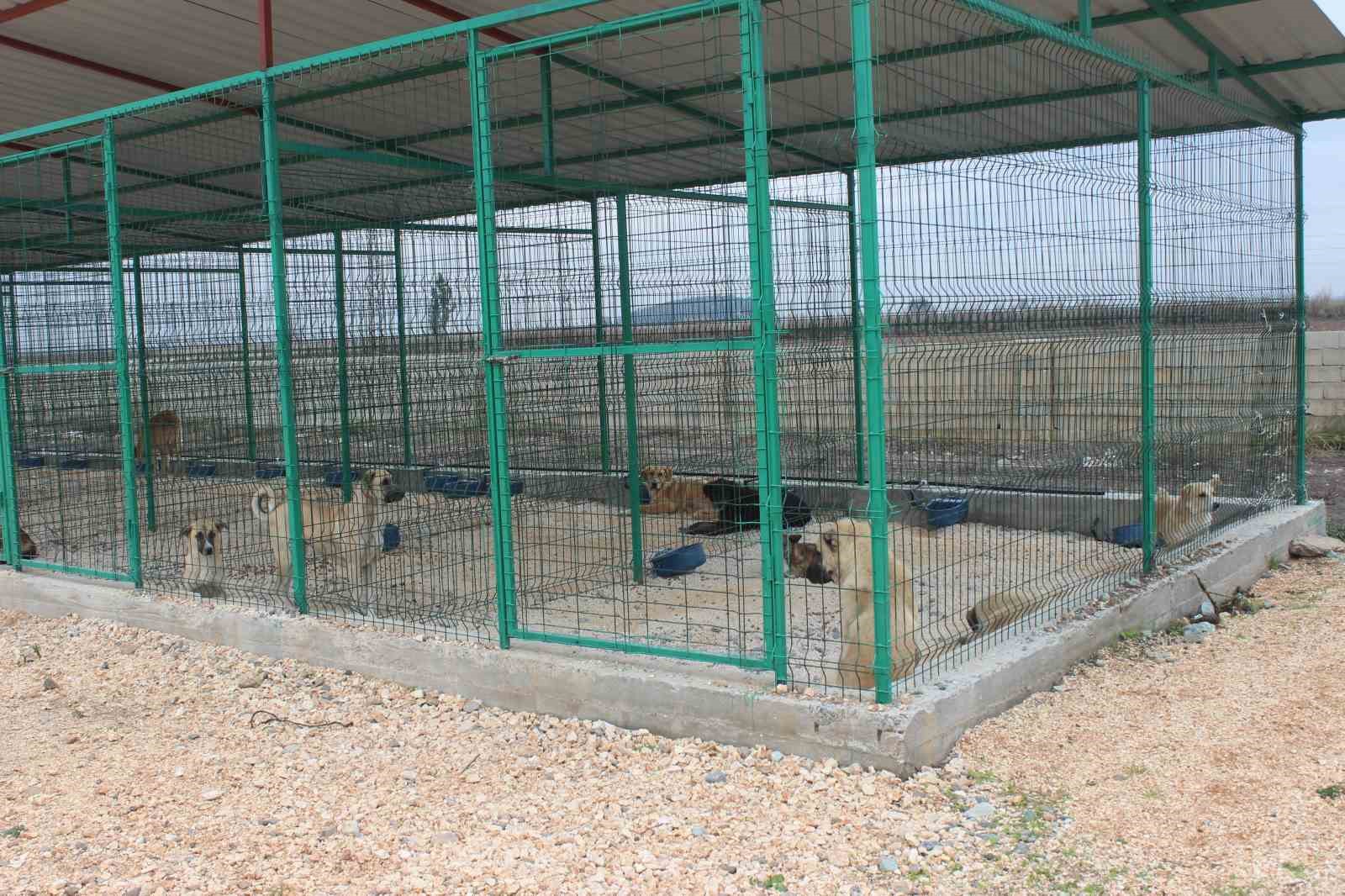 Reyhanlı’da sokak hayvanları barınakta sağlığına kavuşuyor