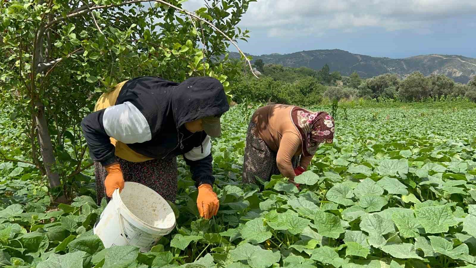 KAVURUCU SICAKTA 700 TL YEVMİYEYLE YAPILAN ZORLU HASATTA SALATALIK TARLADAN 5 TL'DEN ALICI BULUYOR ZORLU HAVA ŞARTLARI ALTINDA HASAT YAPAN KASAP: ‘ÇOK YORULUYORUZ AŞIRI SICAK OLDUĞU İÇİN YANİ DAYANAMIYORUZ'