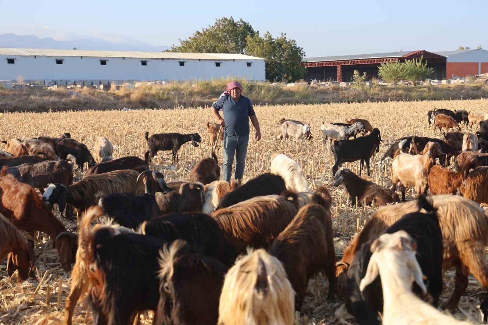 ÇOBANLARIN KAVURUCU SICAKTA ZORLU MESAİSİ, YÜKSEK MAAŞ TALEBİ ÇOBAN BULMAYI ZORLUYOR MAL SAHİBİ ŞEVKET TAŞKIRAN: “BEN MAL SAHİBİM VE ÇOBAN OLMADIĞI İÇİN BEN GİDİYORUM”