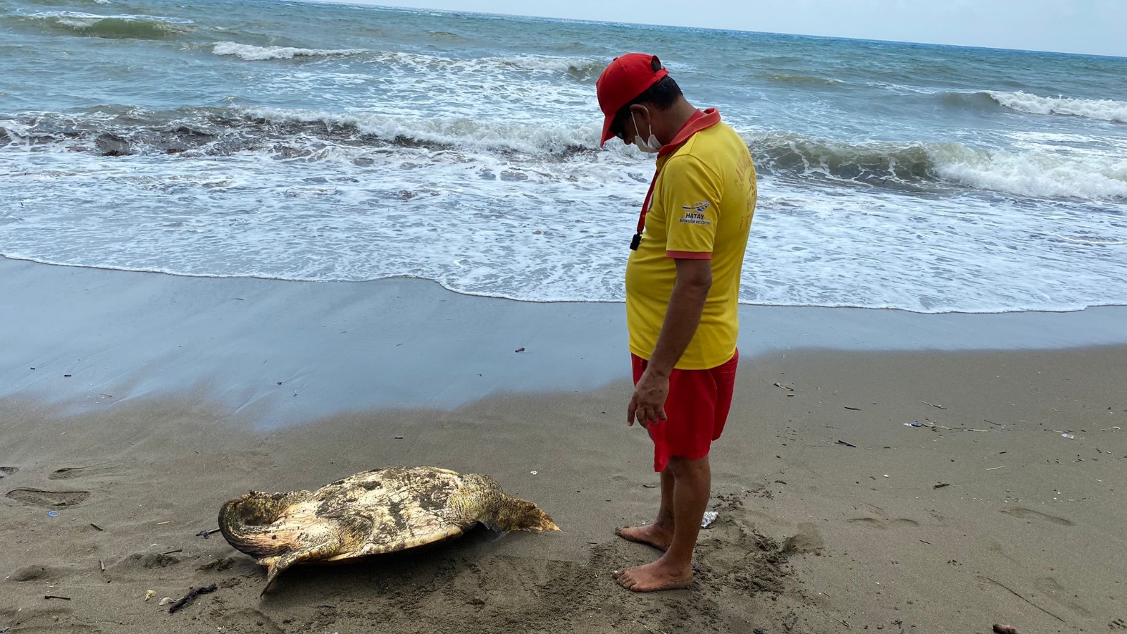 YARALI CARETTA CARETTA KURTARILDI