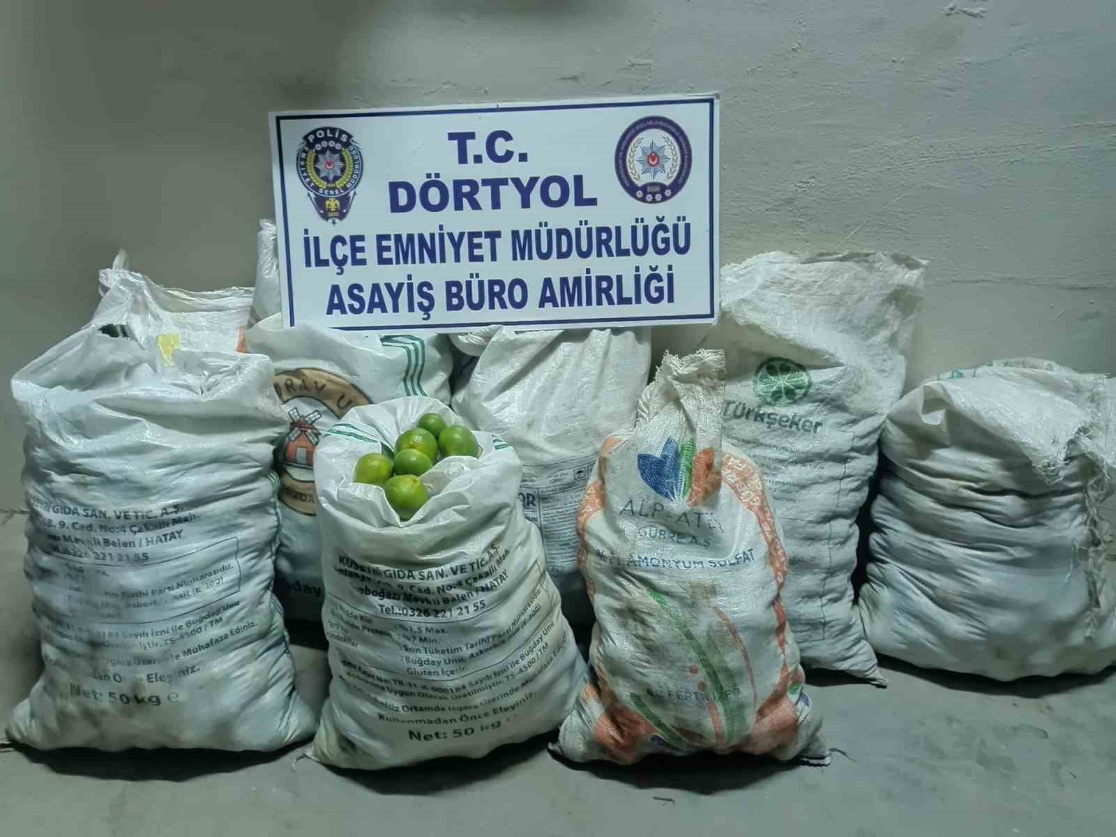 NARENCİYE BAHÇESİNDEN 350 KİLO MANDALİNA ÇALAN 2 ŞAHIS TUTUKLANDI