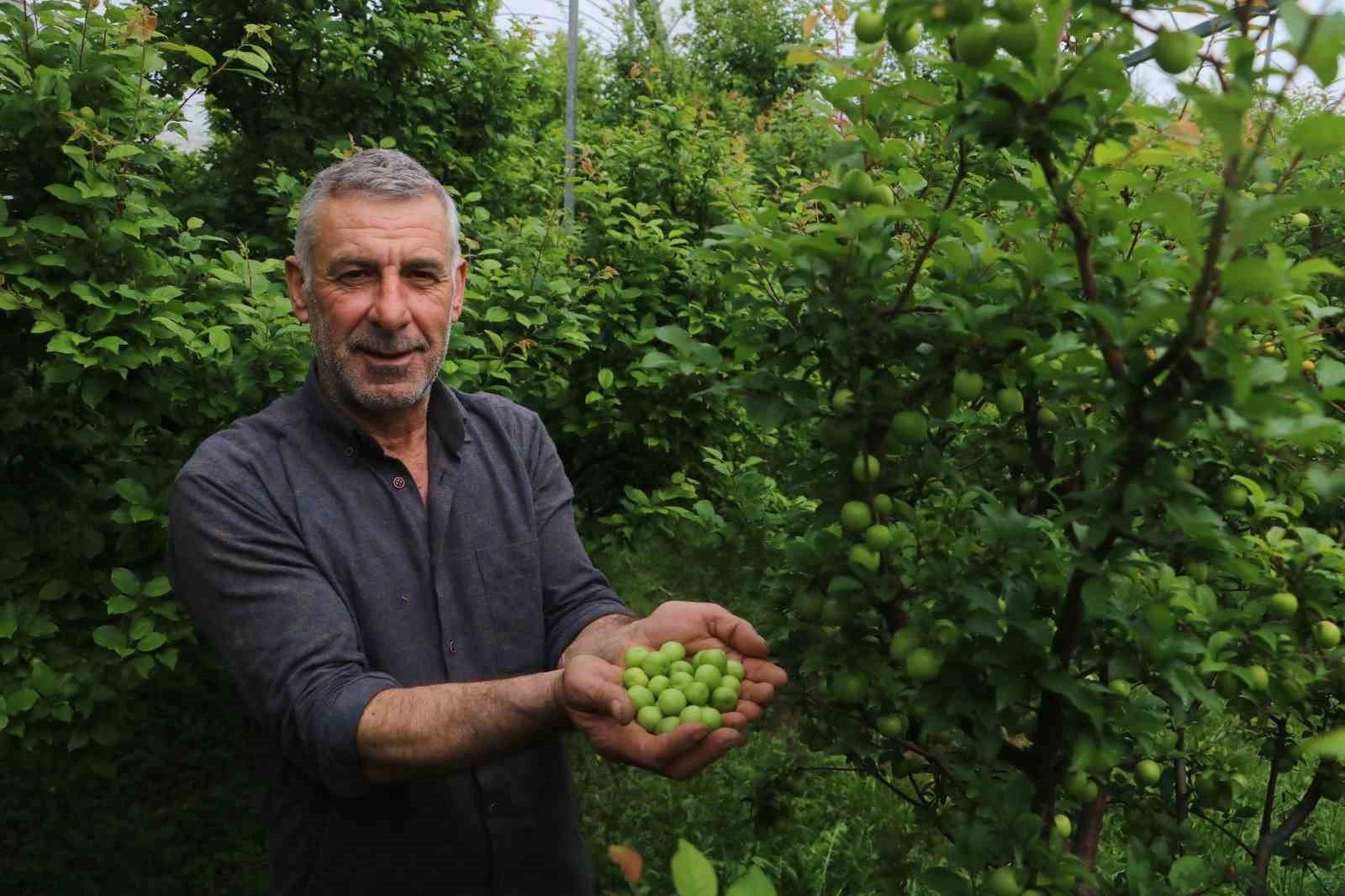 Hatay’ın erikleri Avrupa’ya gidiyor