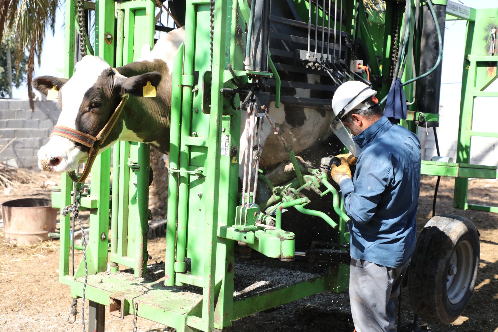 BÜYÜKBAŞ HAYVAN TIRNAK BAKIM HİZMETİ BAŞVURULARI ALO 153’TEN