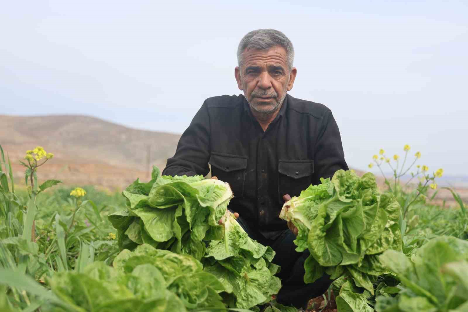 AMİK OVASI'NDA YAŞANAN KURAKLIK MARUL HASADINDA VERİMİ OLUMSUZ ETKİLEDİ ÇİFTÇİ HALİL ÇELİK: "MARUL TARLADA 5 TL'DEN VERİLİRKEN MARKETLERDE İSE 25 İLA 30 TL'DEN SATILIYOR"