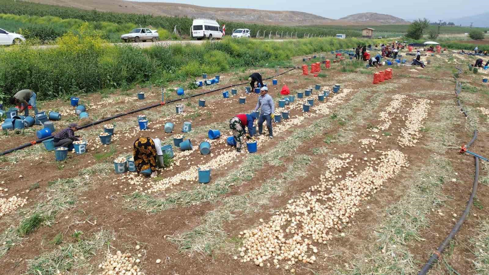 Don ve kuraklığın rekolteyi etkilemediği soğan, tarladan 8 TL’den alıcı buluyor