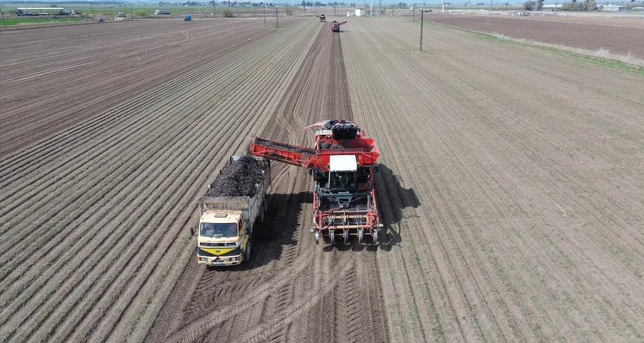 Amik Ovası’nda bereketli siyah havuç hasadı