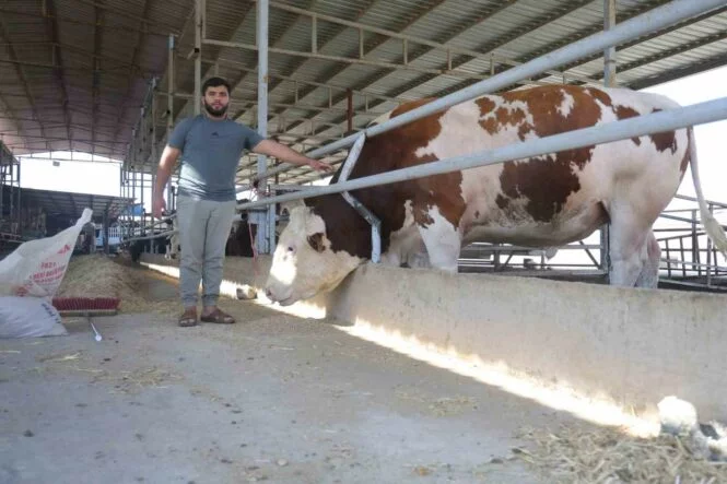 FİYATI VE HIRÇINLIĞIYLA ÜRKÜTEN BİN 400 KİLOLUK DEVASA TOSUN SERVET DEĞERİNDEKİ FİYATIYLA ALICISINI BEKLİYOR DEV CÜSSESİYLE ÜRKÜTEN BİN 400 KİLOLUK TOSUN, 420 BİN TL'DEN ALICISINI BEKLİYOR "MÜŞTERİLER TOSUNU GÖRÜNCE BEĞENİYORLAR AMA 420 BİN TL'LİK FİYATINDAN DOLAYI KİMSE ALMAYA YANAŞMIYOR"