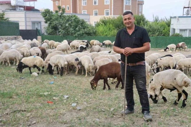 DEPREMZEDE VATANDAŞLARIN MEMLEKETLERİNE DÖNÜŞÜ KURBANLIKLARA OLAN RAĞBETİ ARTTIRDI KÜÇÜKBAŞTA KURBANLIK FİYATLARI 12 BİN TL İLE 28 BİN TL ARASINDA DEĞİŞİYOR