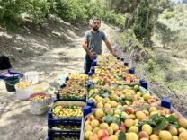 ZİRAİ DONU KAYIPSIZ ATLATAN KAYISIDA BEREKETLİ HASAT; 50 TL İLE 70 TL ARASINDA ALICI BULUYOR