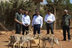 SURİYE SINIRININ SIFIR NOKTASINDA KURULAN MERKEZLE BİRLİKTE DAĞ CEYLANLARININ SAYISI  18 KAT ARTTI