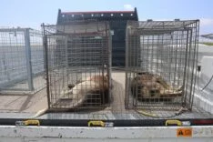 KUDUZ KARANTİNASINDAKİ 4 MAHALLEDE BAŞIBOŞ KÖPEKLER TOPLANMAYA BAŞLADI VETERİNER HAKAN ALTIN: "BİLİYORSUNUZ KUDUZ HASTALIĞI, HAYVANLARDAN İNSANLARA BULAŞAN BİR HASTALIK"